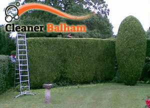 Hedge Maintenance Balham